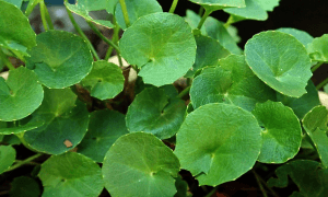 gotu kola