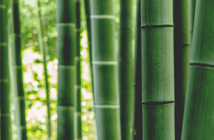 mąka bambusowa