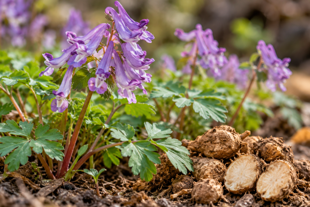 Corydalis Yanhusuo