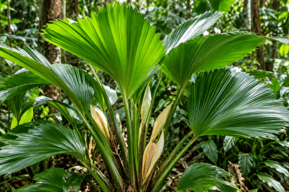 kapelusz panama Carludovica Palmata